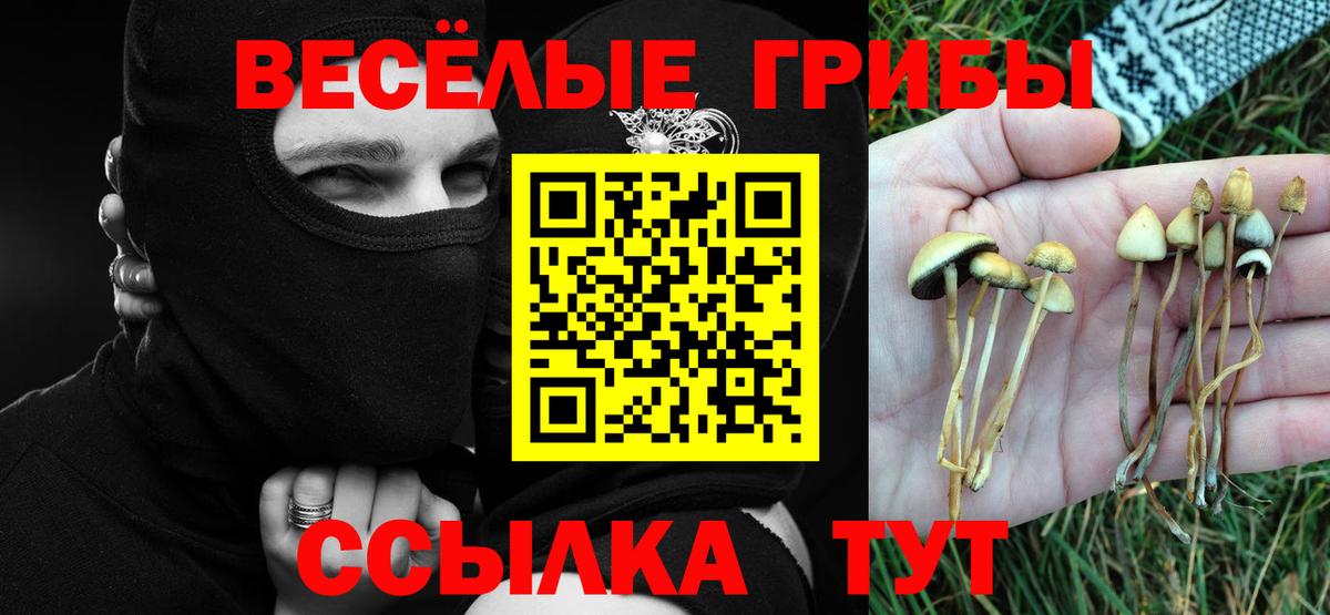 Ржев  где продают наркотики  Вход с VPN  Галлюциногенные грибы Psilocybine cubensis 